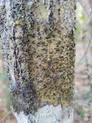 Bathelium carolinianum