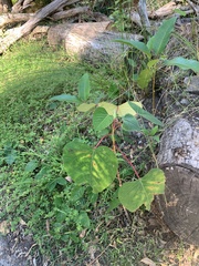 Homalanthus populifolius