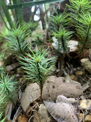 Dawsonia superba