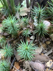 Dawsonia superba