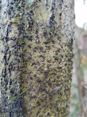 Bathelium carolinianum