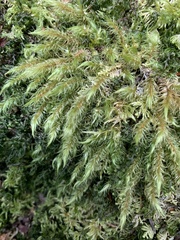 Pyrrhobryum spiniforme