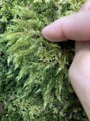 Pyrrhobryum spiniforme