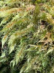 Pyrrhobryum spiniforme