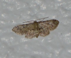 Idaea pervertipennis