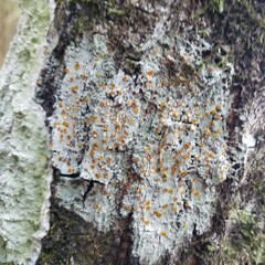 Brigantiaea leucoxantha