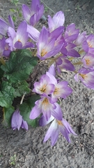 Colchicum speciosum