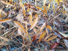 Geobalanus oblongifolius