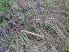 Thinopyrum intermedium