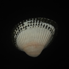 Anadara kagoshimensis