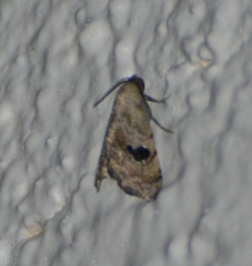 Abablemma duomaculata