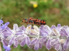 Rhynocoris iracundus