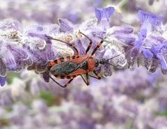 Rhynocoris iracundus