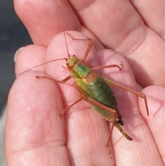 Barbitistes serricauda