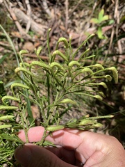 Lycopodium deuterodensum