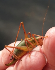 Barbitistes serricauda