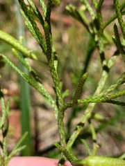 Lycopodium deuterodensum