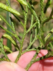 Lycopodium deuterodensum