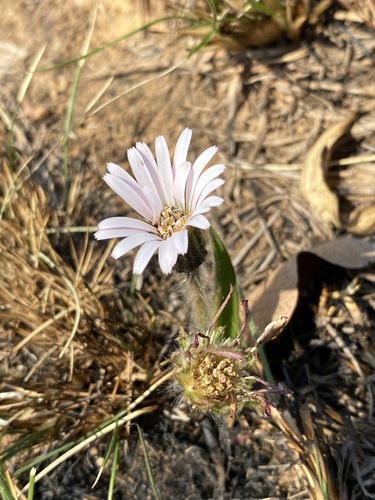 Gerbera viridifolia image