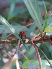 Ceroplastes cirripediformis