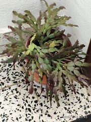 Schlumbergera truncata