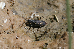 Cicindela haemorrhagica