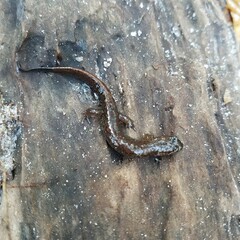 Desmognathus apalachicolae