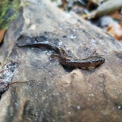 Desmognathus apalachicolae