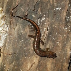 Desmognathus apalachicolae