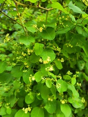 Helinus integrifolius