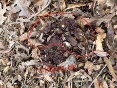 Ganoderma sessile