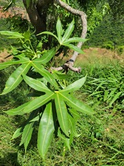 Cussonia natalensis