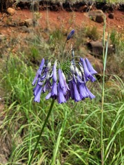 Agapanthus inapertus