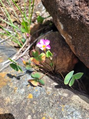 Oxalis obliquifolia