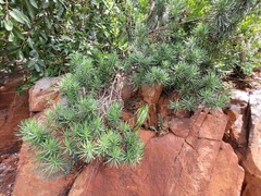 Senecio barbertonicus