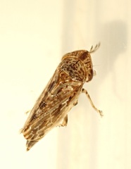 Novothymbris