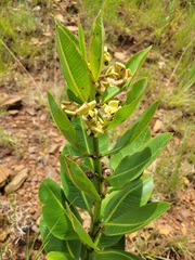 Pachycarpus asperifolius