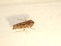 Novothymbris