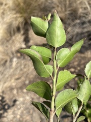 Maytenus acuminata image