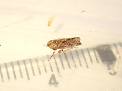 Novothymbris