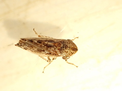 Novothymbris