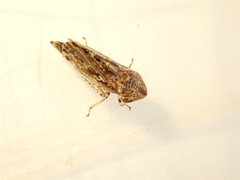 Novothymbris