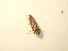 Novothymbris