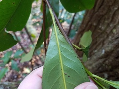 Gordonia lasianthus