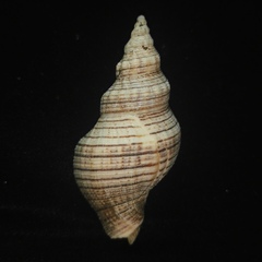 Siphonalia spadicea