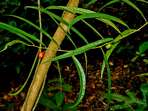 Capparis acutifolia (Capparis acutifolia)
