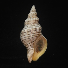Siphonalia spadicea