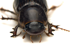 Acrossidius tasmaniae