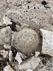 Escobaria chlorantha