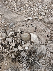 Escobaria chlorantha